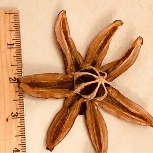 3pc Dried Star Flowers Decor